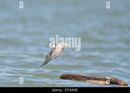 Bianco-winged Tern (Chlidonias leucopterus) in volo Lake Baringo - Kenya - Africa orientale Foto Stock