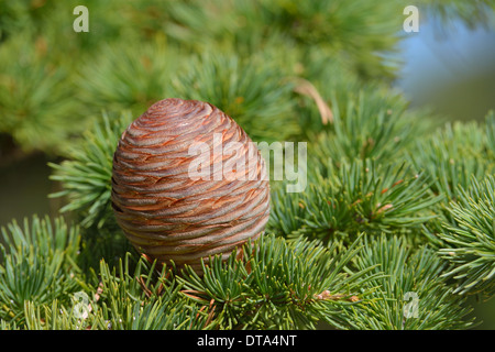 Atlas Cedar (Cedrus atlantica) Fogliame & femmina matura coni Monte Ventoux in autunno Foto Stock