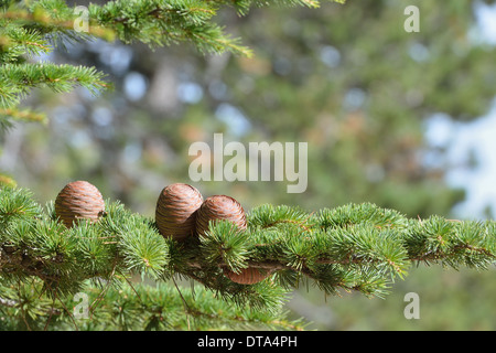 Atlas Cedar (Cedrus atlantica) Fogliame & femmina matura coni Monte Ventoux in autunno Foto Stock