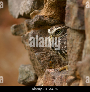 Civetta (Athene noctua) captive, Repubblica Ceca Foto Stock