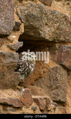 Civetta (Athene noctua) captive, Repubblica Ceca Foto Stock