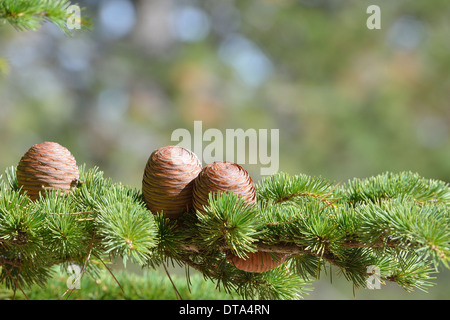 Atlas Cedar (Cedrus atlantica) Fogliame & femmina matura coni Monte Ventoux in autunno Foto Stock