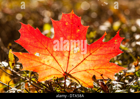 Norvegia (acero Acer platanoides), foglie con colori autunnali, Hesse, Germania Foto Stock