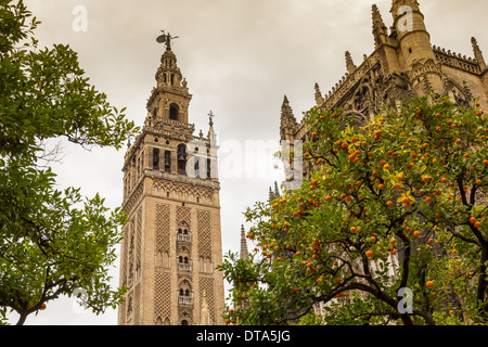Siviglia Spagna la cattedrale e la torre Giralda con alberi di arancio al tempo di Natale Foto Stock