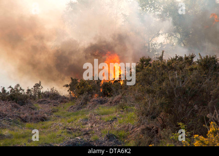 Brughiera fire ben avviata con la masterizzazione di ginestre, bracken e erba e diffusione. Foto Stock