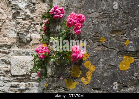 Rommersdorf bei Gladbach, Badia, Prämonstratenserkloster Foto Stock