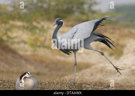 Demoiselle gru (Anthropoides virgo) stretching vicino Chhapar Taal Wildlife Sanctuary, Rajasthan, India Foto Stock