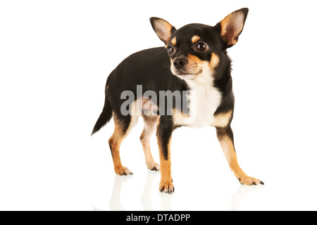 Chihuahua in piedi isolato su sfondo bianco Foto Stock