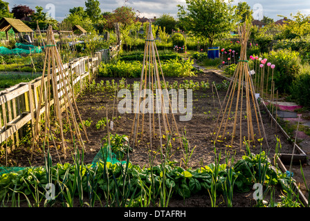 Bambù cane wigwam sostiene in un'assegnazione. Foto Stock