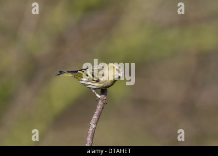 Lucherino (Cardeulis spinus), femmina appollaiato su un ramoscello Foto Stock