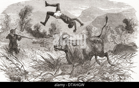 Caccia buffalo in Africa nel diciannovesimo secolo. Foto Stock