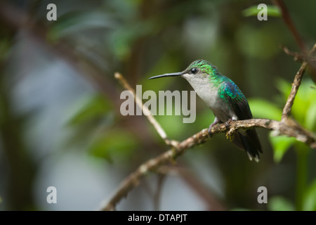 Viola-guidato Hummingbird, Klais guimeti, nella foresta pluviale a Burbayar riserva naturale, provincia di Panama, Repubblica di Panama. Foto Stock