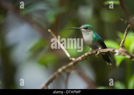 Viola-guidato Hummingbird, Klais guimeti, nella foresta pluviale a Burbayar riserva naturale, provincia di Panama, Repubblica di Panama. Foto Stock