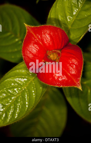 Hotlips fiore, Psychotria poeppigiana, in Burbayar Riserva Naturale, provincia di Panama, Repubblica di Panama. Foto Stock