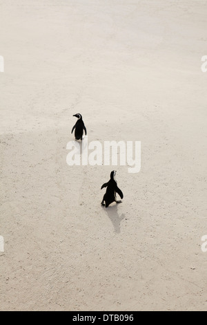 Due Pinguini camminare sulla sabbia, Simon's Town, Sud Africa Foto Stock