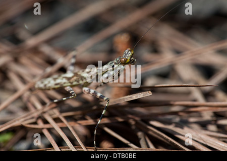 Mantis sul suolo della foresta in Altos de Campana national park, provincia di Panama, Repubblica di Panama. Foto Stock
