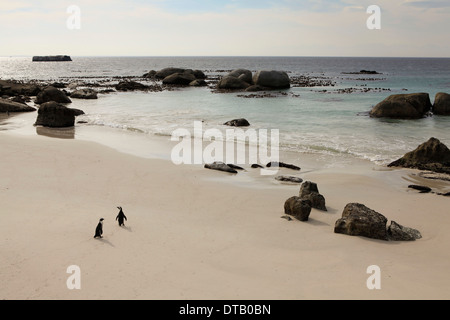 Due Pinguini camminare sulla spiaggia, Simon's Town, Sud Africa Foto Stock