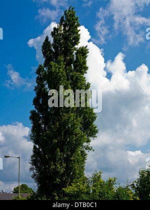 Grandi leylandii o Leyland cipresso Cupressus conifera con cielo blu e nuvole dietro Foto Stock