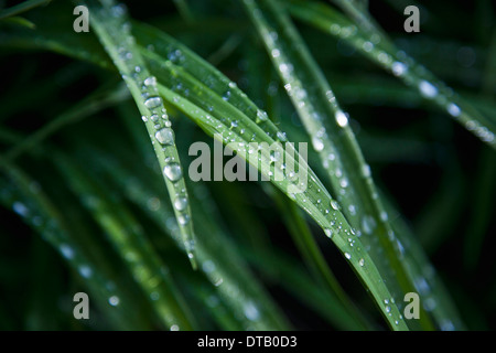Le gocce di pioggia sulle foglie Foto Stock