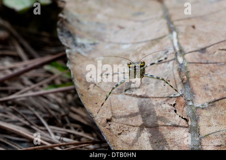 Mantis sul suolo della foresta in Altos de Campana national park, provincia di Panama, Repubblica di Panama. Foto Stock