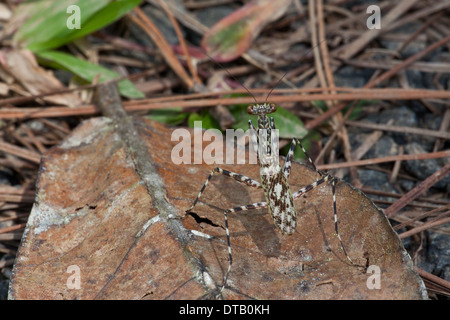Mantis sul suolo della foresta in Altos de Campana national park, provincia di Panama, Repubblica di Panama. Foto Stock