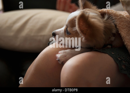 Cane giacente sulla donna di giro, close-up Foto Stock