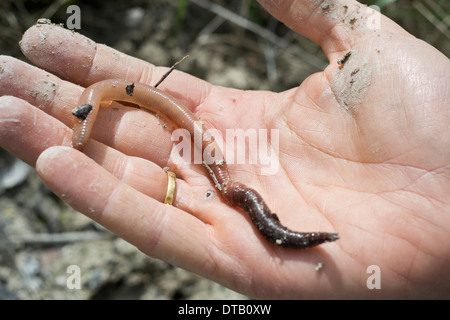 Lombrico sulla mano umana, close-up Foto Stock