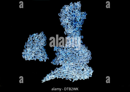 Una mappa del Regno Unito in blu su sfondo nero. Foto Stock