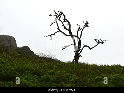 Nodose lonely tree con vegetazione e cielo grigio Foto Stock
