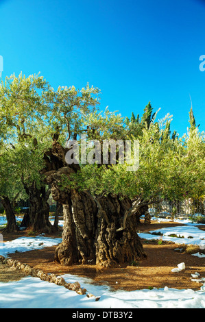 Il giardino del Getsemani in Gerusalemme con olive coperte di neve Foto Stock