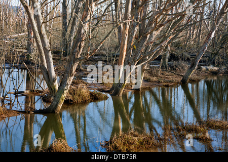 WASHINGTON - Alberi riflettendo su un laghetto palustre lungo Freshwater Slough in Skagit Area Faunistica sull isola di abete. Foto Stock