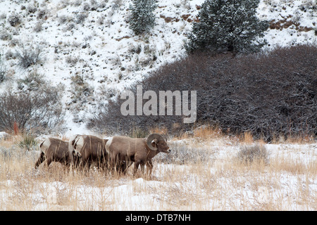 Bighorn Rams il pascolo in un prato in inverno Foto Stock