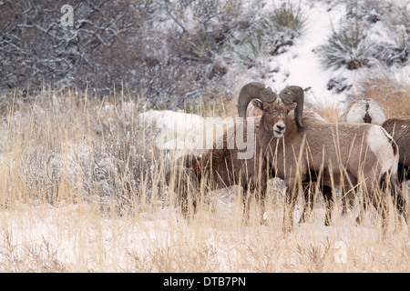 Bighorn Rams il pascolo in un prato in inverno Foto Stock