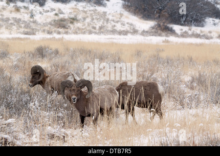 Un gruppo di tre arieti bighorn che pascolo in inverno Foto Stock