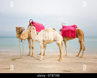 Due cammelli e white baby dromedario sulla spiaggia in Tunisia Foto Stock