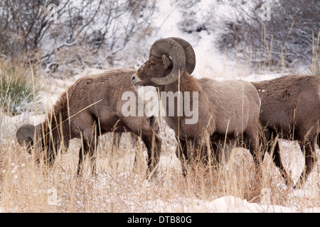 Bighorn Rams il pascolo in un prato in inverno Foto Stock