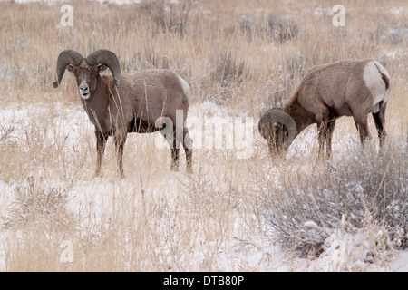 Due Bighorn Rams il pascolo in inverno nel giardino degli dèi park in Colorado Springs, Colorado, Stati Uniti d'America Foto Stock