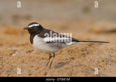 Bianco-browed Wagtail o grandi Pied Wagtail (Motacilla maderaspatensis) foraggio vicino Chhapar Taal Wildlife Sanctuary, Rajasthan Foto Stock