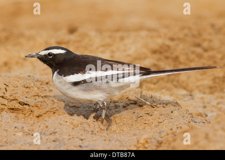 Bianco-browed Wagtail o grandi Pied Wagtail (Motacilla maderaspatensis) foraggio vicino Chhapar Taal Wildlife Sanctuary, Rajasthan Foto Stock