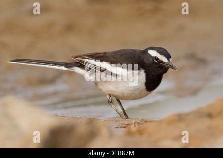 Bianco-browed Wagtail o grandi Pied Wagtail (Motacilla maderaspatensis) foraggio vicino Chhapar Taal Wildlife Sanctuary, Rajasthan Foto Stock