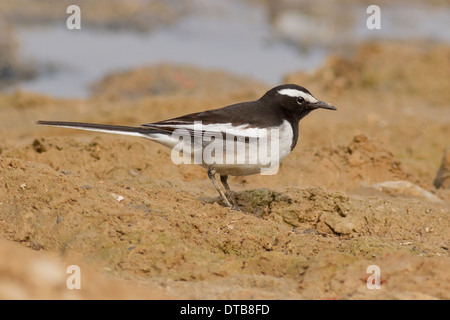 Bianco-browed Wagtail o grandi Pied Wagtail (Motacilla maderaspatensis) foraggio vicino Chhapar Taal Wildlife Sanctuary, Rajasthan Foto Stock