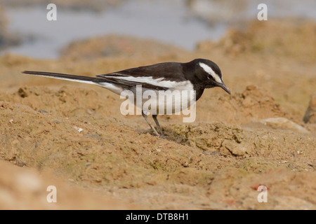 Bianco-browed Wagtail o grandi Pied Wagtail (Motacilla maderaspatensis) foraggio vicino Chhapar Taal Wildlife Sanctuary, Rajasthan Foto Stock