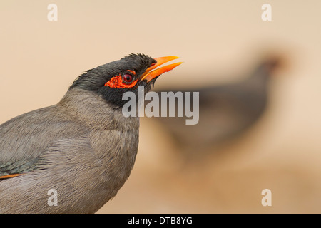 Bank Myna (Acridotheres ginginianus) bere vicino Chhapar Taal Wildlife Sanctuary, Rajasthan, India Foto Stock