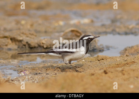 Bianco-browed Wagtail o grandi Pied Wagtail (Motacilla maderaspatensis) foraggio vicino Chhapar Taal Wildlife Sanctuary, Rajasthan Foto Stock