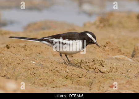 Bianco-browed Wagtail o grandi Pied Wagtail (Motacilla maderaspatensis) foraggio vicino Chhapar Taal Wildlife Sanctuary, Rajasthan Foto Stock