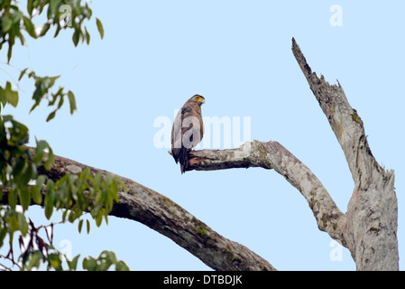 Crested Eagle serpente (Spilornis cheela) appollaiato in un albero morto. Foto Stock