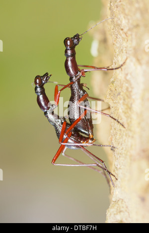 Tricondyla annulicornis tiger coleotteri coniugata nel Parco Nazionale di Khao Yai, Thailandia. Foto Stock