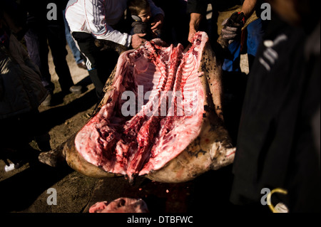 La macellazione di suini in Villaseco de los Gamitos, Spagna. la macellazione di uccisione matanza spagnolo cerdo Foto Stock