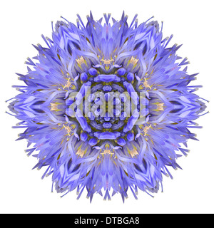 Blu fiordaliso fiore Mandala. Caleidoscopio di Centaurea cyanus isolati su sfondo bianco Foto Stock