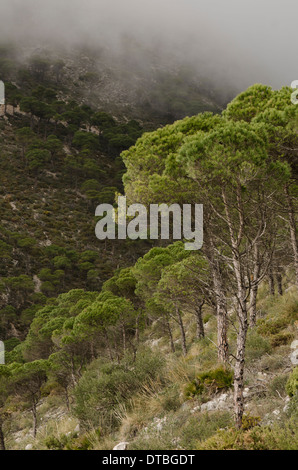 Pini di Aleppo, Pinus halepensis, nelle montagne di Mijas, con nuvole scendendo, Spagna. Foto Stock